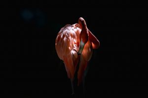 Lelien_bird_ライトニング