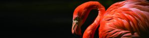Lelien_bird
